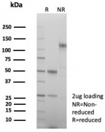 SDS-PAGE analysis of purified, BSA-free Parvin antibody (clone PARVB/8214R) as confirmation of integrity and purity.