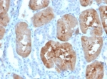 IHC staining of FFPE human kidney tissue with FABP1 antibody (clone FABP1/4519). HIER: boil tissue sections in pH 9 10mM Tris with 1mM EDTA for 20 min and allow to cool before testing.
