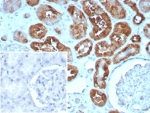 IHC staining of FFPE human heart tissue with FABP3 antibody (clone rFABP3/8534). HIER: boil tissue sections in pH 9 10mM Tris with 1mM EDTA for 20 min and allow to cool before testing.