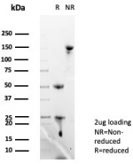 SDS-PAGE analysis of purified, BSA-free Langerin antibody (clone LGRN/7429) as confirmation of integrity and purity.