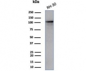 Western blot testing of human RH30 cell lysate with MutS homolog 2 antibody (clone MSH2/3165). Expected molecular weight ~105 kDa.