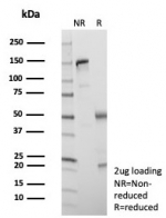 SDS-PAGE analysis of purified, BSA-free SATB2 antibody (clone SATB2/8697R) as confirmation of integrity and purity.