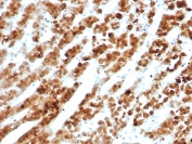 IHC staining of FFPE human adrenal gland tissue with Interleukin-18 receptor accessory protein antibody (clone IL18RAP/7771). HIER: boil tissue sections in pH 9 10mM Tris with 1mM EDTA for 20 min and allow to cool before testing.