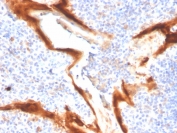 IHC staining of FFPE human tonsil tissue with IL1RN antibody (clone IL1RA/4716). HIER: boil tissue sections in pH 9 10mM Tris with 1mM EDTA for 20 min and allow to cool before testing.