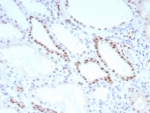 IHC staining of FFPE human kidney tissue with PAX8 antibody (clone PAX8/8651R). HIER: boil tissue sections in pH 9 10mM Tris with 1mM EDTA for 20 min and allow to cool before testing.