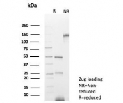SDS-PAGE analysis of purified, BSA-free PAX8 antibody (clone PAX8/8973R) as confirmation of integrity and purity.