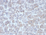 IHC staining of FFPE human adrenal gland tissue with Interleukin-1 beta antibody (clone IL1B/463). HIER: boil tissue sections in pH 9 10mM Tris with 1mM EDTA for 20 min and allow to cool before testing.