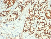 IHC staining of FFPE cat colon with EpCAM / CD326 antibody (clone rEGP40/7334). HIER: boil tissue sections in pH 9 10mM Tris with 1mM EDTA for 20 min and allow to cool before testing.