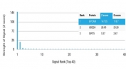 Analysis of a HuProt(TM) microarray containing >19,000 full-length human proteins using EpCAM antibody (clone rEGP40/7334) Z- and S- Score: The Z-score represents the strength of a signal that a monoclonal antibody (in combination with a fluorescently-tagged anti-IgG secondary antibody) produces when binding to a particular protein on the HuProt(TM) array. Z-scores are described in units of standard deviations (SD's) above the mean value of all signals generated on that array. If targets on HuProt(TM) are arranged in descending order of the Z-score, the S-score is the difference (also in units of SD's) between the Z-score. S-score therefore represents the relative target specificity of a mAb to its intended target. A mAb is considered to specific to its intended target, if the mAb has an S-score of at least 2.5. For example, if a mAb binds to protein X with a Z-score of 43 and to protein Y with a Z-score of 14, then the S-score for the binding of that mAb to protein X is equal to 29.