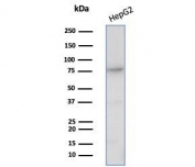 Western blot testing of human HepG2 cell lysate with CD26 antibody (clone DPP4/7415). Predicted molecular weight: 88-110 kDa depending on glycosylation level.