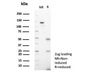 SDS-PAGE analysis of purified, BSA-free CD26 antibody (clone DPP4/7415) as confirmation of integrity and purity.