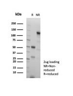SDS-PAGE analysis of purified, BSA-free HSP60 antibody (clone HSPD1/8406R) as confirmation of integrity and purity.