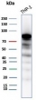 Western blot testing of human THP-1 cell lysate with SATB2 antibody (clone SATB2/8264R). Predicted molecular weight ~83 kDa.