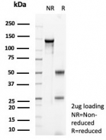 SDS-PAGE analysis of purified, BSA-free SATB2 antibody (clone SATB2/8877R) as confirmation of integrity and purity.