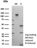 SDS-PAGE analysis of purified, BSA-free MAP2 antibody (clone MAP2/7673) as confirmation of integrity and purity.