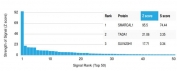Analysis of a HuProt(TM) microarray containing more than 19,000 full-length human proteins using SMARCAL1 antibody (clone PCRP-SMARCAL1-1C4) Z- and S- Score: The Z-score represents the strength of a signal that a monoclonal antibody (in combination with a fluorescently-tagged anti-IgG secondary antibody) produces when binding to a particular protein on the HuProt(TM) array. Z-scores are described in units of standard deviations (SD's) above the mean value of all signals generated on that array. If targets on HuProt(TM) are arranged in descending order of the Z-score, the S-score is the difference (also in units of SD's) between the Z-score. S-score therefore represents the relative target specificity of a mAb to its intended target. A mAb is considered to specific to its intended target, if the mAb has an S-score of at least 2.5. For example, if a mAb binds to protein X with a Z-score of 43 and to protein Y with a Z-score of 14, then the S-score for the binding of that mAb to protein X is equal to 29.