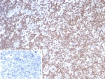 IHC staining of FFPE human tonsil tissue with SMARCAL1 antibody (clone PCRP-SMARCAL1-1C4). Inset: PBS used in place of primary Ab (secondary Ab negative control). HIER: boil tissue sections in pH 9 10mM Tris with 1mM EDTA for 20 min and allow to cool before testing.