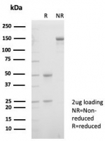 SDS-PAGE analysis of purified, BSA-free XRCC5 / Ku86 / Ku80 antibody (clone XRCC5/7312) as confirmation of integrity and purity.