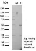 SDS-PAGE analysis of purified, BSA-free CPS1 antibody (clone CPS1/8417) as confirmation of integrity and purity.