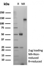SDS-PAGE analysis of purified, BSA-free Desmin antibody (clone DES/8610R) as confirmation of integrity and purity.