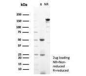 SDS-PAGE analysis of purified, BSA-free PET-1 antibody (clone FEV/7311) as confirmation of integrity and purity.