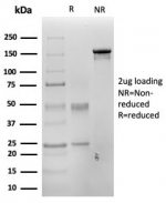 SDS-PAGE analysis of purified, BSA-free PAX3 antibody (clone PAX3/4700) as confirmation of integrity and purity.