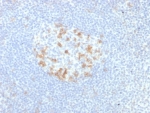 IHC staining of FFPE human tonsil tissue with PD1 (CD279) antibody (clone PDCD1/7276R). HIER: boil tissue sections in pH 9 10mM Tris with 1mM EDTA for 20 min and allow to cool before testing.