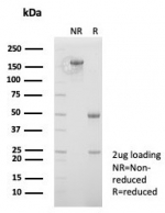 SDS-PAGE analysis of purified, BSA-free MutL Homolog 1 antibody (clone MLH1/7562) as confirmation of integrity and purity.
