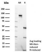 SDS-PAGE analysis of purified, BSA-free MutL Homolog 1 antibody (clone MLH1/7563) as confirmation of integrity and purity.