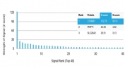 Analysis of a HuProt(TM) microarray containing more than 19,000 full-length human proteins using Catenin Beta antibody (clone CTNNB1/7760). Z- and S- Score: The Z-score represents the strength of a signal that a monoclonal antibody (in combination with a fluorescently-tagged anti-IgG secondary antibody) produces when binding to a particular protein on the HuProt(TM) array. Z-scores are described in units of standard deviations (SD's) above the mean value of all signals generated on that array. If targets on HuProt(TM) are arranged in descending order of the Z-score, the S-score is the difference (also in units of SD's) between the Z-score. S-score therefore represents the relative target specificity of a mAb to its intended target. A mAb is considered to specific to its intended target, if the mAb has an S-score of at least 2.5. For example, if a mAb binds to protein X with a Z-score of 43 and to protein Y with a Z-score of 14, then the S-score for the binding of that mAb to protein X is equal to 29.