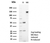 SDS-PAGE analysis of purified, BSA-free Catenin Beta antibody (clone CTNNB1/7760) as confirmation of integrity and purity.