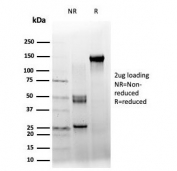 SDS-PAGE analysis of purified, BSA-free ZXDC antibody (clone PCRP-ZXDC-2B5) as confirmation of integrity and purity.