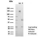 SDS-PAGE analysis of purified, BSA-free ADH1L1 antibody (clone ALDH1L1/7701) as confirmation of integrity and purity.