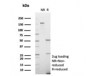 SDS-PAGE analysis of purified, BSA-free ADH1L1 antibody (clone ALDH1L1/7702) as confirmation of integrity and purity.