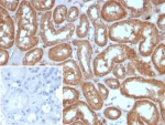 IHC staining of FFPE human kidney tissue with ADH1L1 antibody (clone ALDH1L1/7958). Inset: PBS used in place of primary Ab (secondary Ab negative control). HIER: boil tissue sections in pH 9 10mM Tris with 1mM EDTA for 20 min and allow to cool before testing.