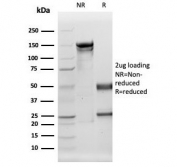 SDS-PAGE analysis of purified, BSA-free Lactoferrin antibody (clone LTF/4072) as confirmation of integrity and purity.