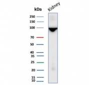 Western blot testing of human kidney tissue lysate with CD10 antibody. Routinely visualized at ~100 kDa.