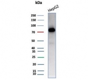 Western blot testing of human HepG2 cell lysate with Transferrin antibody (clone TF/4796). Predicted molecular weight ~77 kDa.
