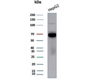 Western blot testing of human HepG2 cell lysate with Transferrin antibody (clone TF/4799). Predicted molecular weight ~77 kDa.