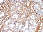 IHC staining of FFPE human kidney tissue with Transferrin antibody (clone TF/4799). HIER: boil tissue sections in pH 9 10mM Tris with 1mM EDTA for 20 min and allow to cool before testing.