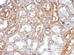 IHC staining of FFPE human kidney tissue with Transferrin antibody (clone TF/4799). HIER: boil tissue sections in pH 9 10mM Tris with 1mM EDTA for 20 min and allow to cool before testing.