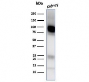 Western blot testing of human kidney tissue lysate with CD10 antibody (clone MME/4237). Routinely visualized at ~100 kDa.