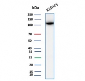 Western blot testing of human kidney tissue lysate with CD10 antibody (clone MME/4237). Routinely visualized at ~100 kDa.