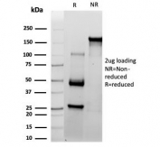 SDS-PAGE analysis of purified, BSA-free CD10 antibody (clone MME/4237) as confirmation of integrity and purity.