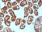 IHC staining of FFPE human kidney tissue with CD10 antibody (clone rMME/8584). HIER: boil tissue sections in pH 9 10mM Tris with 1mM EDTA for 20 min and allow to cool before testing.