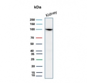 Western blot testing of human kidney tissue lysate with CD10 antibody. Routinely visualized at ~100 kDa.