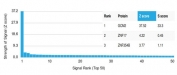 Analysis of a HuProt(TM) microarray containing more than 19,000 full-length human proteins using GCM2 antibody (clone PCRP-GCM2-1B3). Z- and S- Score: The Z-score represents the strength of a signal that a monoclonal antibody (in combination with a fluorescently-tagged anti-IgG secondary antibody) produces when binding to a particular protein on the HuProt(TM) array. Z-scores are described in units of standard deviations (SD's) above the mean value of all signals generated on that array. If targets on HuProt(TM) are arranged in descending order of the Z-score, the S-score is the difference (also in units of SD's) between the Z-score. S-score therefore represents the relative target specificity of a mAb to its intended target. A mAb is considered to specific to its intended target, if the mAb has an S-score of at least 2.5. For example, if a mAb binds to protein X with a Z-score of 43 and to protein Y with a Z-score of 14, then the S-score for the binding of that mAb to protein X is equal to 29.