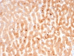 IHC staining of FFPE human liver tissue with Kininogen 1 antibody (clone KNG1/7423). HIER: boil tissue sections in pH 9 10mM Tris with 1mM EDTA for 20 min and allow to cool before testing.