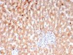 IHC staining of FFPE human liver tissue with Bradykinin antibody (clone KNG1/7424). HIER: boil tissue sections in pH 9 10mM Tris with 1mM EDTA for 20 min and allow to cool before testing.