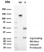 SDS-PAGE analysis of purified, BSA-free Prominin-1 antibody (clone PROM/1510) as confirmation of integrity and purity.